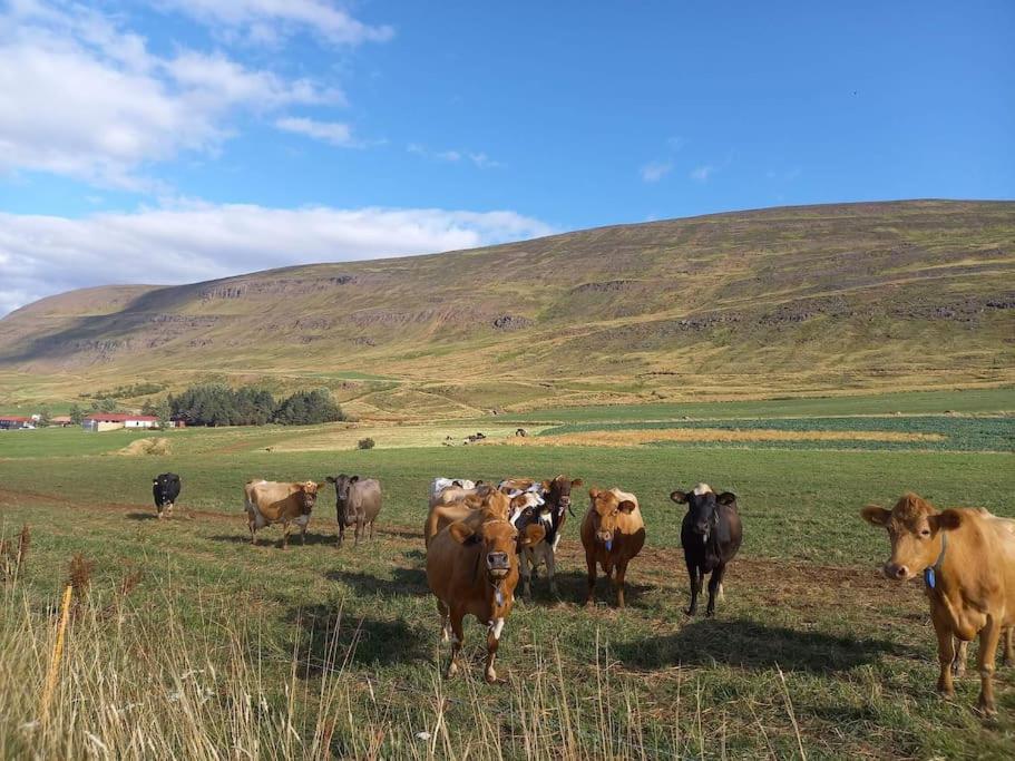 SvalbarthseyriÞorsmoerk Farm 12 Min From Akureyri公寓 外观 照片